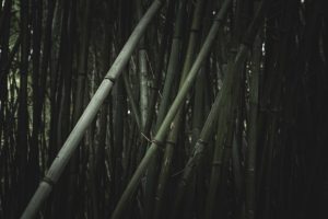 Photo bamboo pendant light